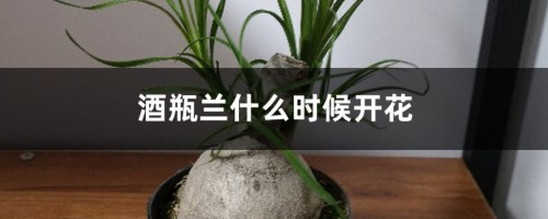 酒瓶兰什么时候开花