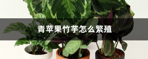 青苹果竹芋怎么繁殖