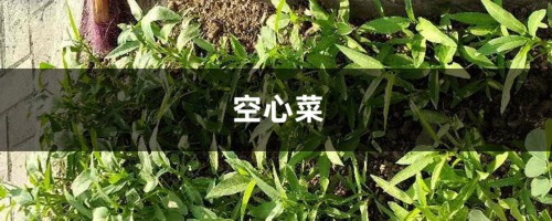 家里养盆“空心菜”，营养丰富好处多，关键是好养