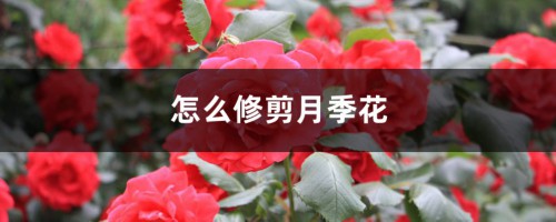 怎么修剪月季花